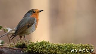 Nature ringtone