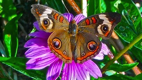 The Butterfly Colors Song