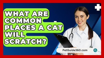 What Are Common Places A Cat Will Scratch? - PetGuide360.com