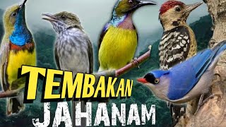 KOMPILASI SEMUA MASTERAN BURUNG JUARA TERBARU 2025 (MASTERAN SUARA BURUNG KECIL)