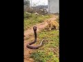 cat vs snake 🐍#aesthetic#wildlife#cobra#animals#viralvideo#youtubeshorts#shorts#cat#catvssnake