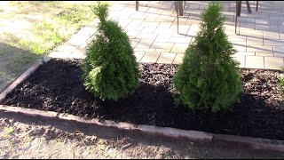 How To plant An Arborvitae Tree