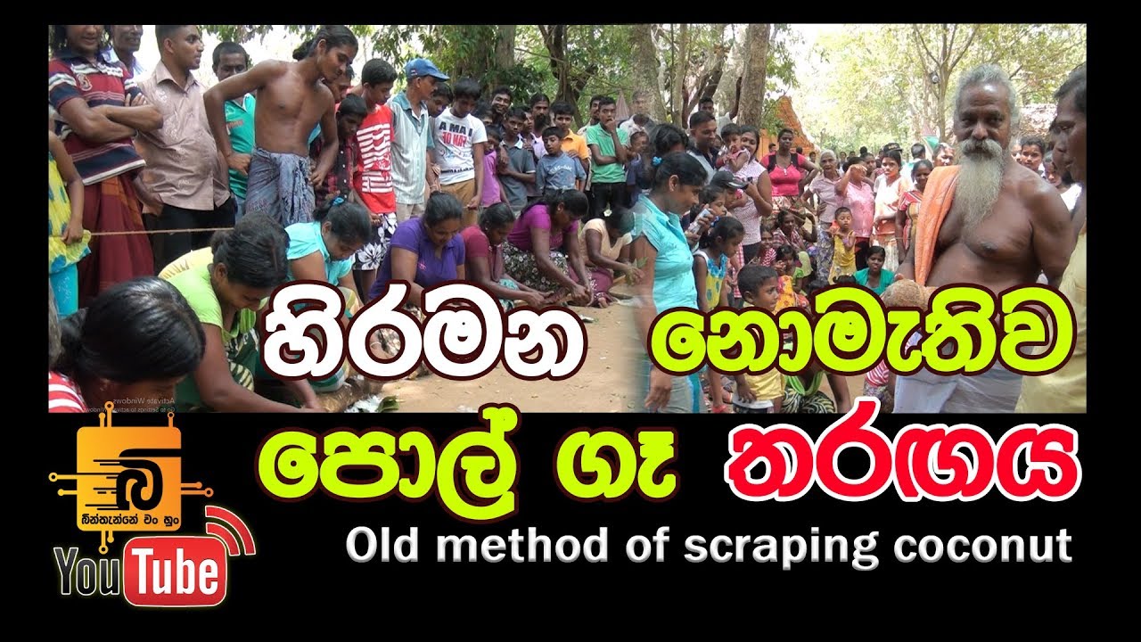 Old method of scraping coconut ආදිවාසී දඹාන වැදි aboriginal 