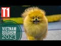 T1: Hậu Kỳ - Chuẩn Bị cho Cuộc Thi Chó Đẹp - DogShow DVKC/ NhamTuatTV - Dog in Vietnam