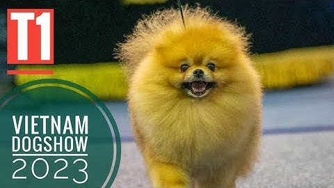 T1: Hậu Kỳ - Chuẩn Bị cho Cuộc Thi Chó Đẹp - DogShow DVKC/ NhamTuatTV - Dog in Vietnam