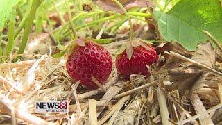Where you can "Pick your Own" in Connecticut