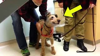 Blind Dog Sees Family For The First Time After Surgery, His Reaction Moved Everyone To Tears