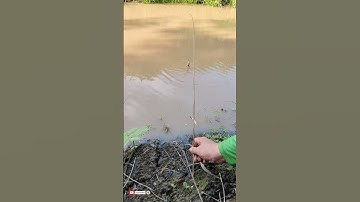 Săn Cá Lóc khủng cùng mình | câu cá lóc bằng mồi ếch #xuhuong #fishing