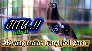 PANCINGAN SORE HARI, AMPUH ATASI AK MALAS BUNYI CEPAT GACOR