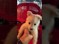 Cameo puppy 🐶 alapparai start’s