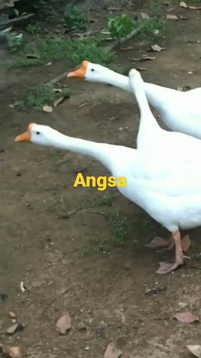 Bunyi #angsa #shorts #sounds
