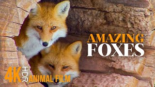 The Secret Life of a Fox Family - 4K HDR Scenic Wildlife Film With Calming Music, Animal Screensaver