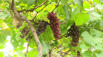 Giải pháp thu hút doanh nghiệp đầu tư vào lĩnh vực nông nghiệp