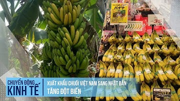 Xuất khẩu chuối Việt Nam sang Nhật Bản tăng đột biến | Chuyển động kinh tế