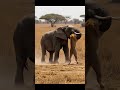 A Mother_s Fury Elephant Strikes Back After Lion Targets Her Calf#short #naturelover