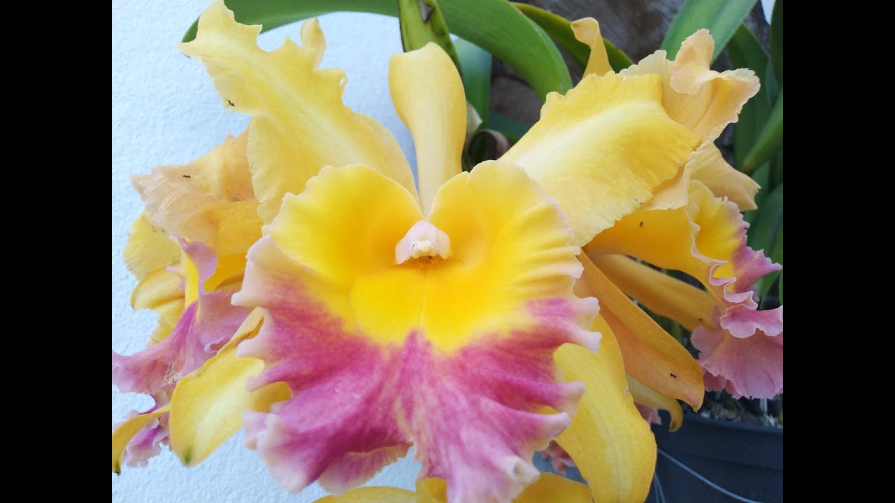 Cattleya Amarela (225) - thptnganamst.edu.vn