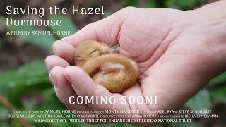 Saving the Hazel Dormouse