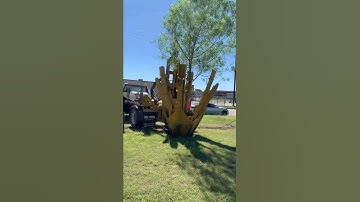 Tree Moving Projects