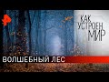 Волшебный лес. "Как устроен мир" с Тимофеем Баженовым (20.01.20).