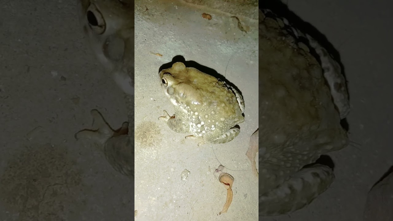 Cutest little toad close up