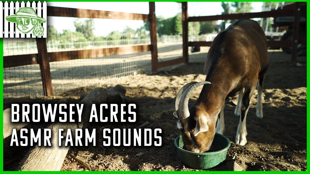 ASMR Farm Sounds From Ronda Rousey's Browsey Acres YouTube