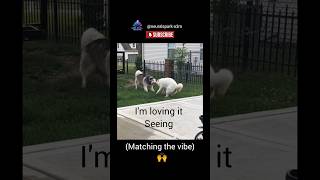 “What Are These Two Dogs Doing? 😳🐶 Perfect Sync + Cute Tug Moment!” #whatthefluffchallenge