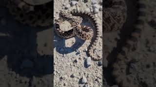 Pissed Off Baby Gopher Snake!