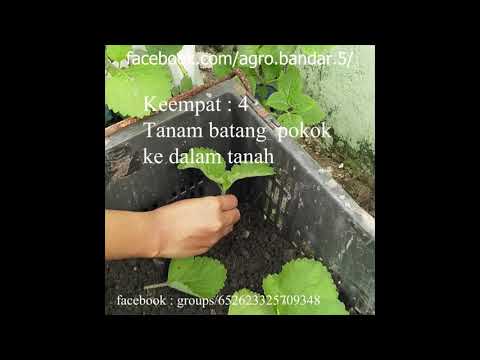 Video: Miscanthus (61 Foto): Penanaman Dan Perawatan Di Ladang Terbuka, Keterangan Mengenai Pelbagai Tanaman Herba "Zebrinus" Atau "Zebrina", Kipas Dalam Reka Bentuk L