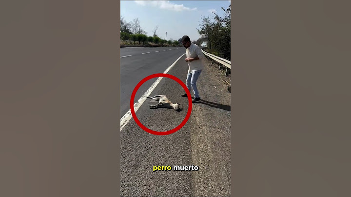 ¡Encontrarse un perro muerto al borde de la carretera!