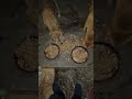 cute dog #cute #dog#doglover #puppy #labrador #shortvideo ##cute teddy bear pic