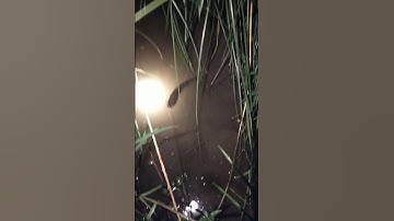 cá lóc trên ruộng lát