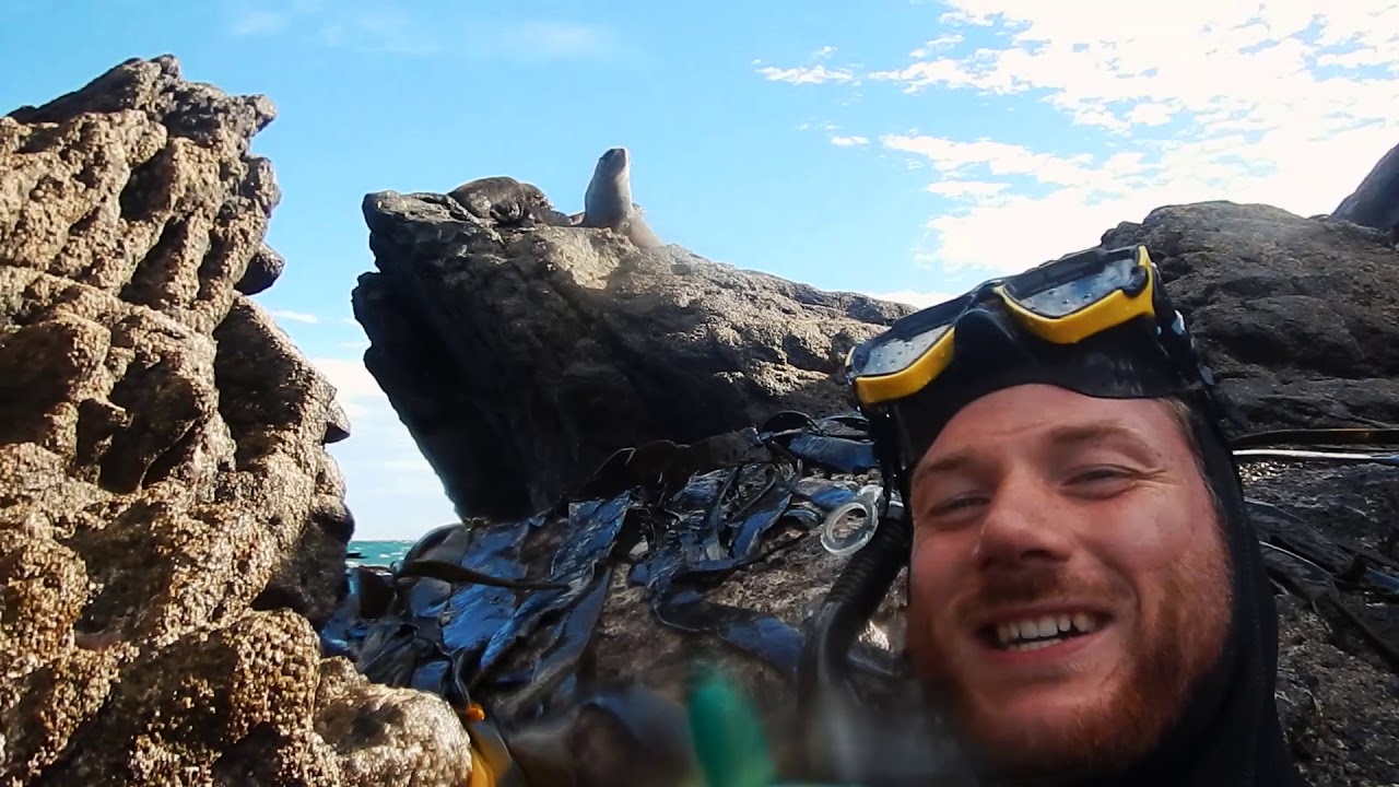 Diving New Zealand YouTube