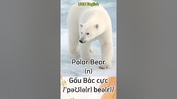 #shorts Polar Bear (n): Gấu Bắc cực