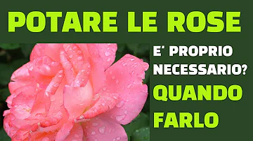 Quando finisce la fioritura delle rose?