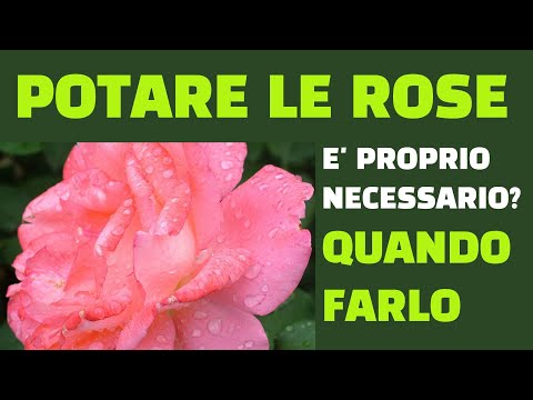 Video: Potatura Delle Rose: Risposte Alle Domande