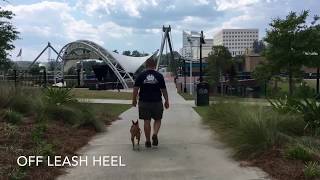 2 Year Old Basenji Mix "Sallie" | Tallahassee Dog Trainers | Rescue Dog Trainers