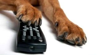 Забавные реакции животных, при просмотре телевизора * Morsomme dyr svar, når du ser på TV Забавные реакции животных, при просмотре телевизора * Morsomme dyr svar, når du ser på TV
