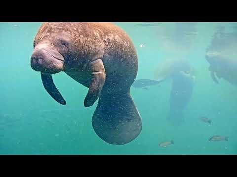 Quick manatee swim-by on the Homosassa underwater camera