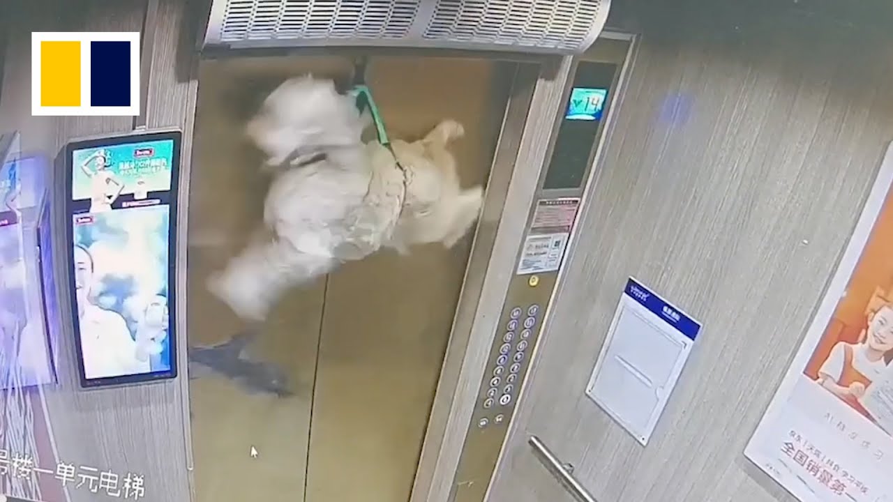 Dog in China escapes injury after leash gets caught in elevator - YouTube