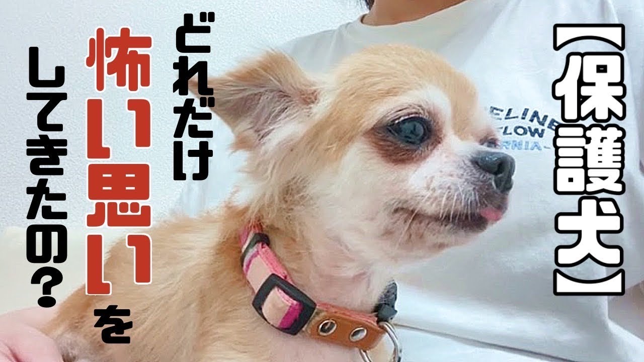 悲しそうな瞳の元繁殖犬 見ていると胸がギューッと締め付けられる Vol 236 Youtube