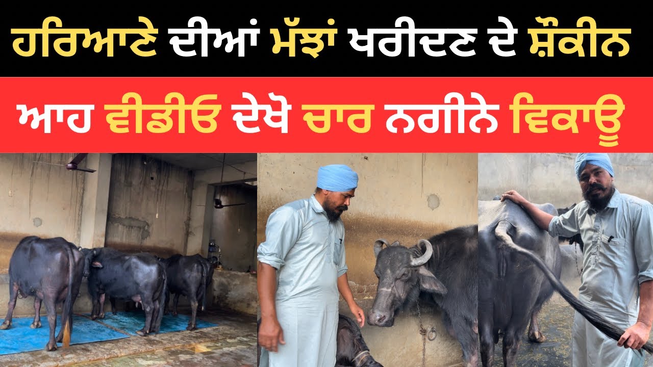 ਹਰਿਆਣੇ ਦੀਆਂ ਚਾਰ ਮੱਝਾਂ ਵਿਕਾਊ ਬਾਈ ਦਾ ਨੰਬਰ 9728452356 