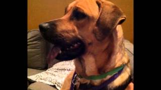 chicagoland lab rescue