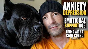 Depression, Anxiety - Cane Corso As Emotional Support Dog? Living With a Cane Corso Ep. 02