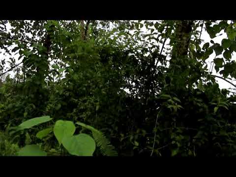 Video: Täiuslikult ümarad Kivid Costa Ricas - Alternatiivne Vaade