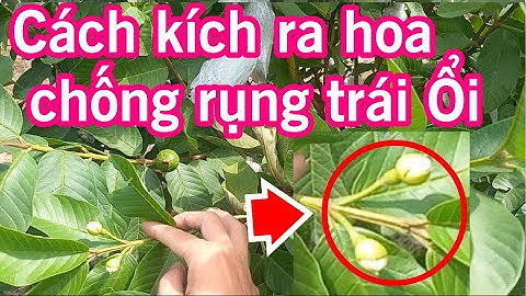 Guava19. Kích ra hoa chống rụng trái ổi Ruby, ổi Nữ Hoàng, trẻ hóa cây? #KyThuatTrongOiHakiOfficial