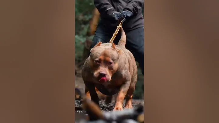 A KING PITBULL👑 Vs GERMAN SHEPHERD🔥 FIGHT l who wins #shorts