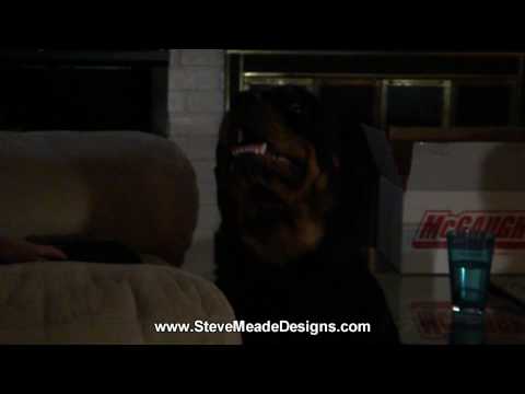 Vidéo: Ascendance Rottweiler