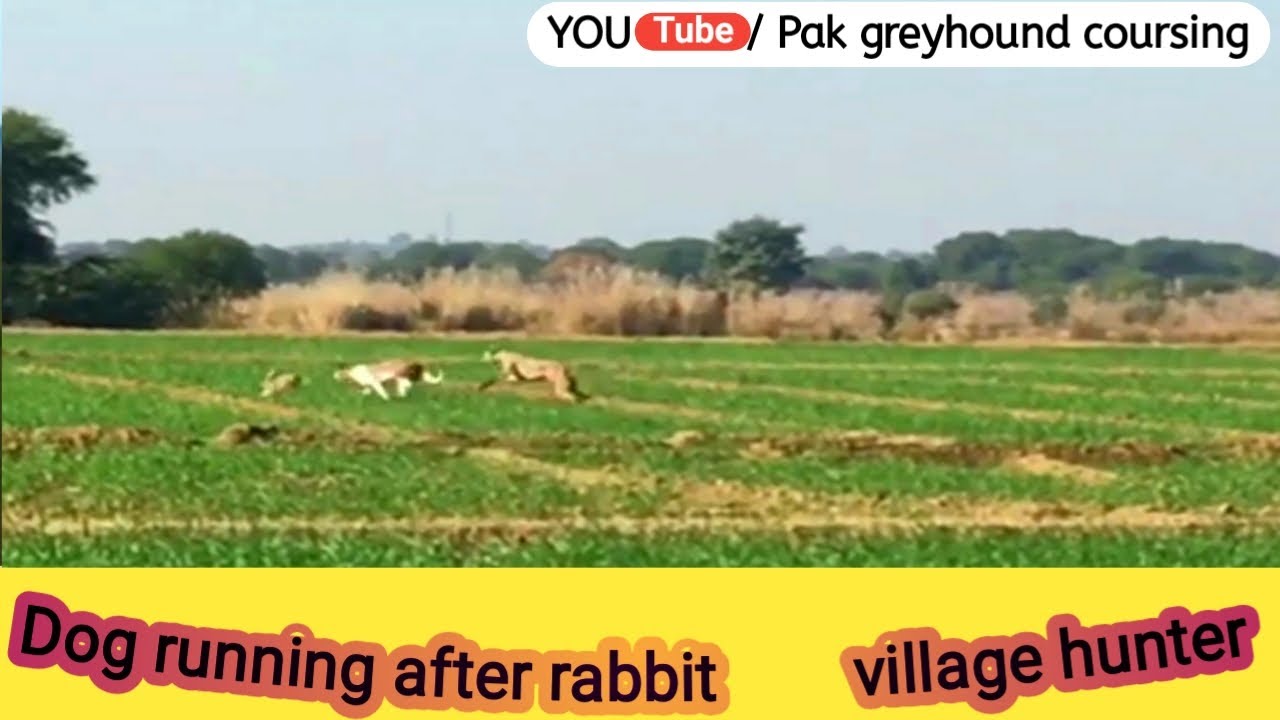 dog running after rabbit \ dogs hunting for rabbits \ village hunter