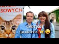 Международная выставка котов во Вроцлаве