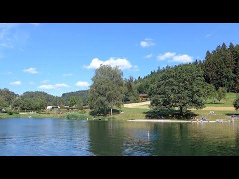 Kanadische Wasserpest (Elodea canadensis)